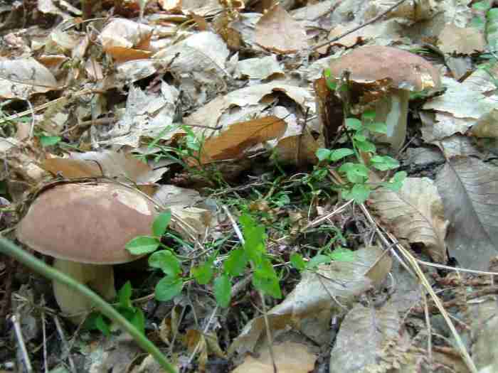  Image name: 285 Porcino.jpg 
 width: 700 pixel 
 height: 525 pixel 
 Size: 33746 bytes 
 Click to enlarge 